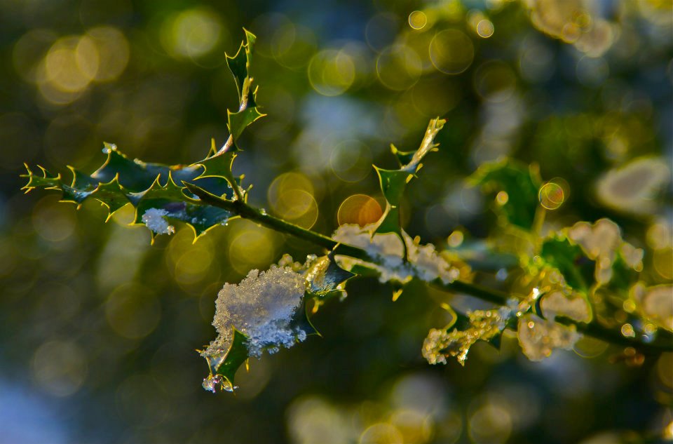 50 Wimbledon Common.jpg